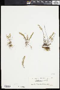 Asplenium resiliens image