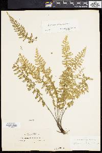 Asplenium lunulatum image