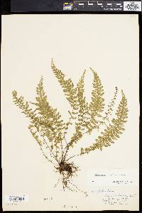 Asplenium lunulatum image