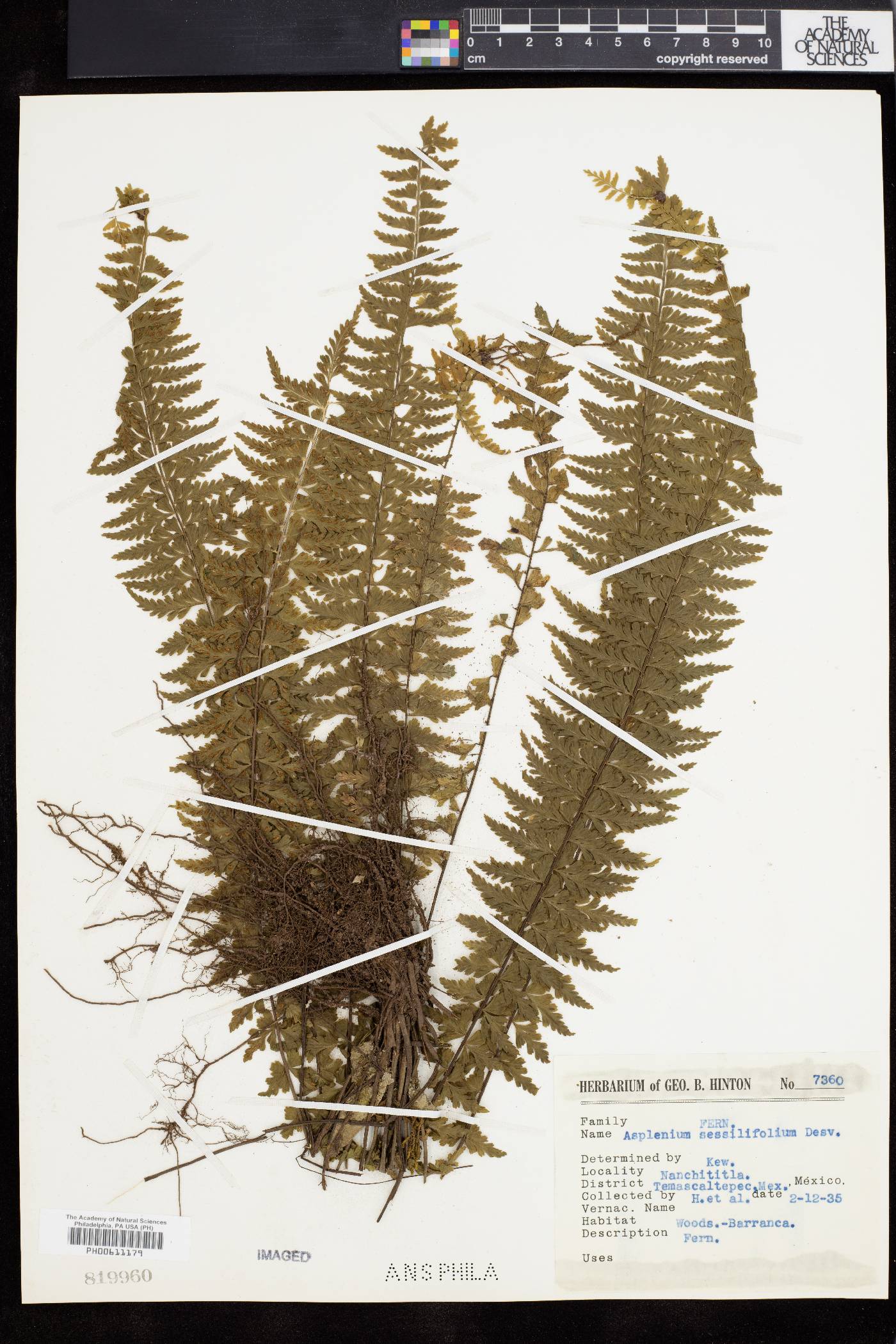 Asplenium sessilifolium image