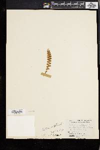 Ceterach officinarum image