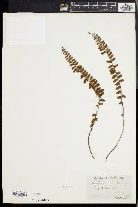 Asplenium anceps image