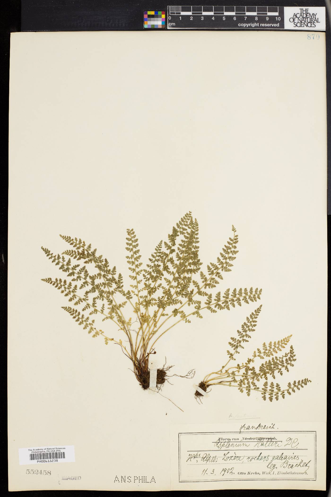 Asplenium fontanum subsp. fontanum image