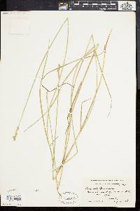 Carex brevior image