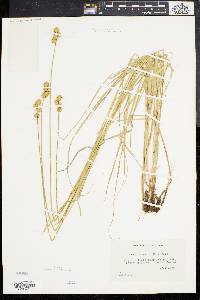 Carex brevior image