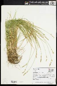 Carex bromoides image