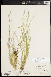 Carex bromoides image