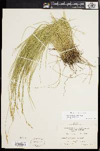 Carex bromoides image