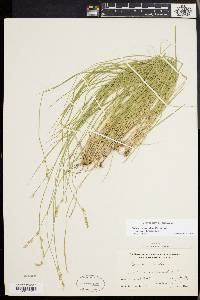 Carex bromoides image