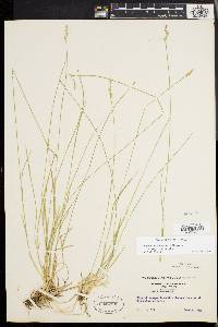 Carex bromoides image