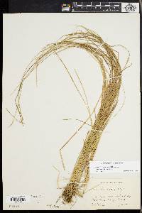 Carex bromoides image