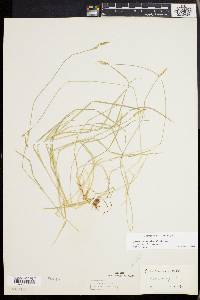 Carex bromoides image