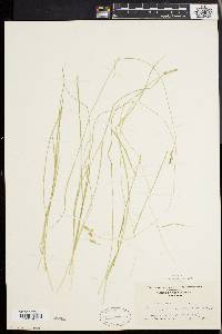 Carex bromoides image