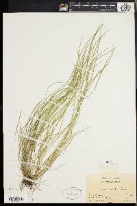 Carex bromoides image