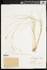 Carex bromoides image