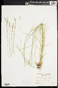 Carex bromoides image