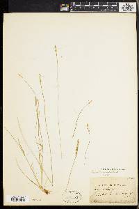 Carex bromoides image