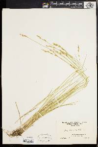 Carex bromoides image