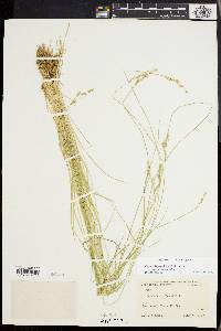 Carex bromoides image