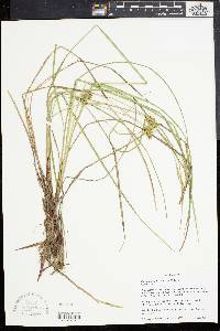 Carex bullata image