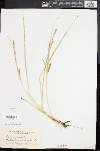 Carex bullata image