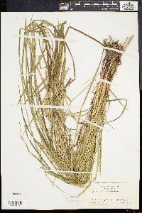 Carex bullata image