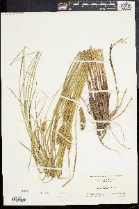 Carex bullata image