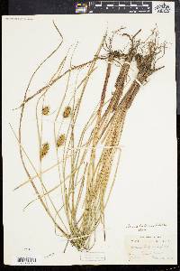 Carex bullata image