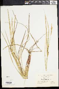 Carex bullata image