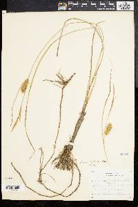 Carex bullata image