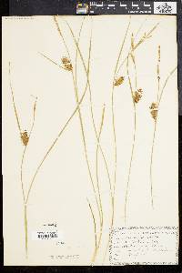 Carex bullata image