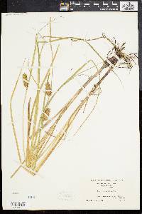 Carex bullata image