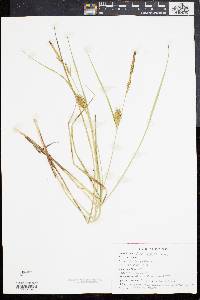 Carex bullata image