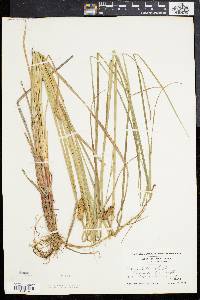 Carex bullata image