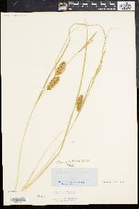 Carex bullata image