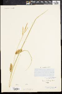 Carex bullata image