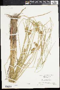 Carex bullata image