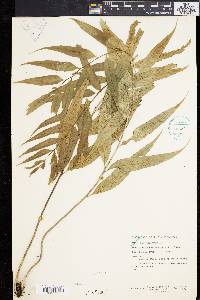 Asplenium salignum image