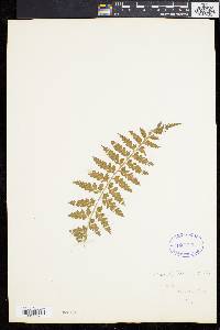 Asplenium caudatum image