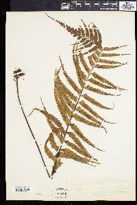 Asplenium caudatum image