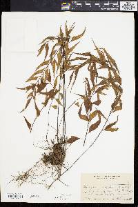 Asplenium caudatum image