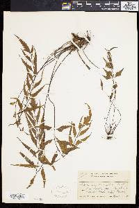 Asplenium caudatum image