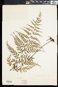 Asplenium cuneatum image