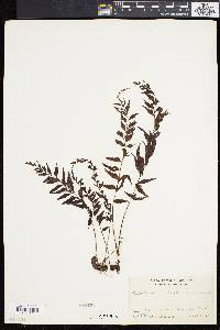 Asplenium lepturus image