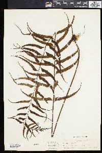 Asplenium lepturus image