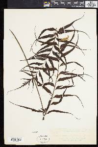 Asplenium lepturus image