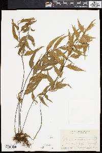Asplenium macrophyllum image