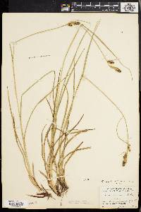 Carex bushii image