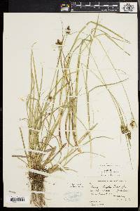 Carex bushii image