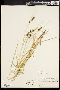 Carex bushii image